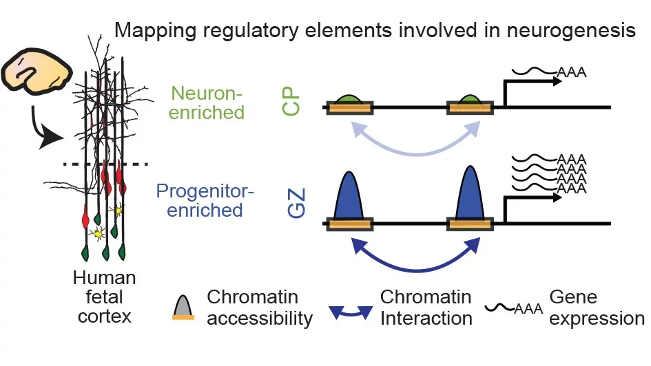 Schematic outlining the use of multiple data modalities.