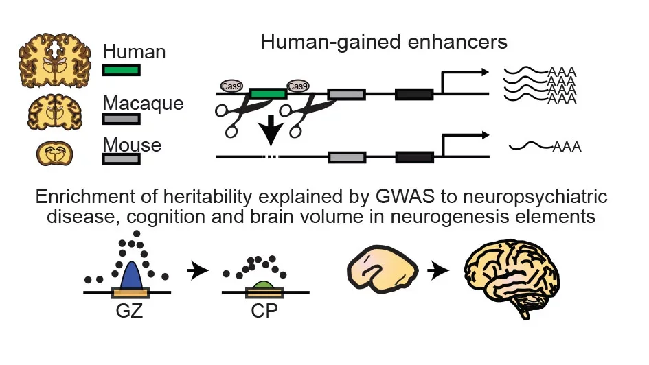 Schematic outlining the use of CRISPR-based genomic engineering approaches.