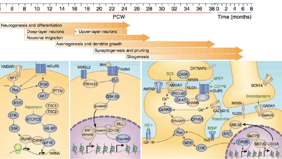 Schematic depicting molecular pathways associated with neuropsychiatric disorders across distinct sub-cellular compartments and developmental timescales.