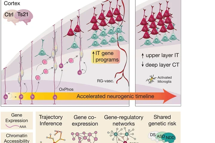 Schematic of altered cellular and molecular mechanisms in the developing Down syndrome neocortex