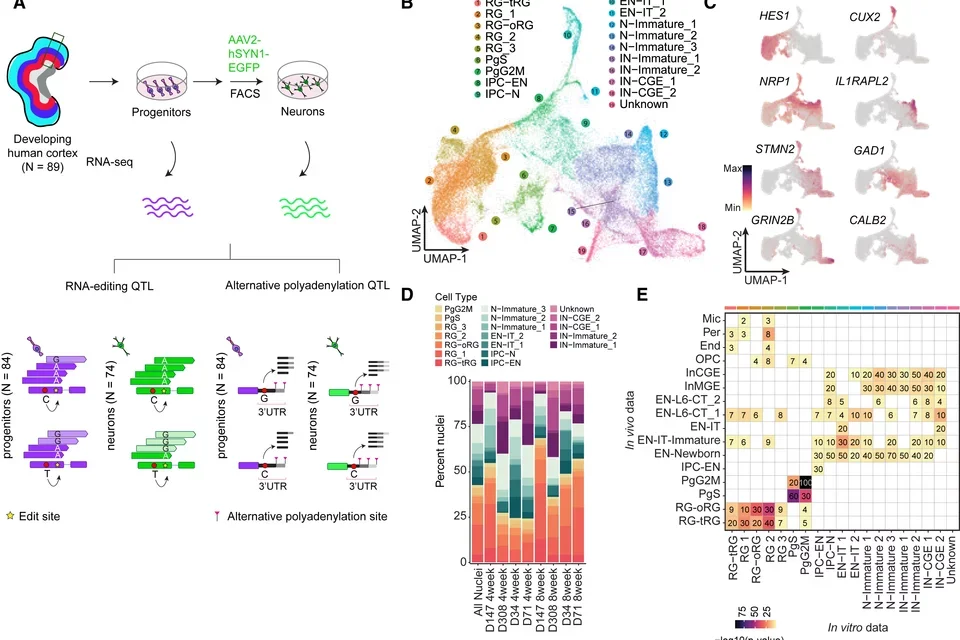 Schematic of studies in Aygun et al 2024