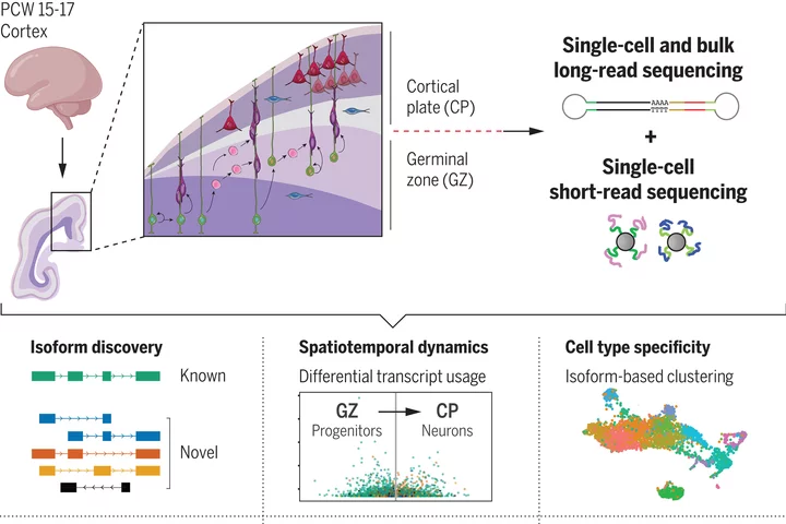 Schematic of our study profiling gene-isoform diversity in the developing neocortex
