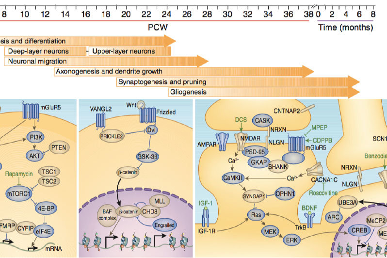 Schematic depicting molecular pathways associated with neuropsychiatric disorders across distinct sub-cellular compartments and developmental timescales.